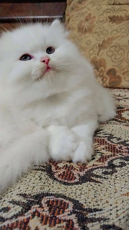 Persian kitten/ odd eyes kitten/ long coat kitten/ semi punch kitten 2