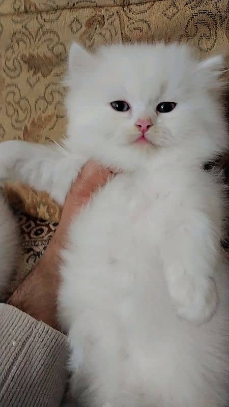 Persian kitten/ odd eyes kitten/ long coat kitten/ semi punch kitten 3