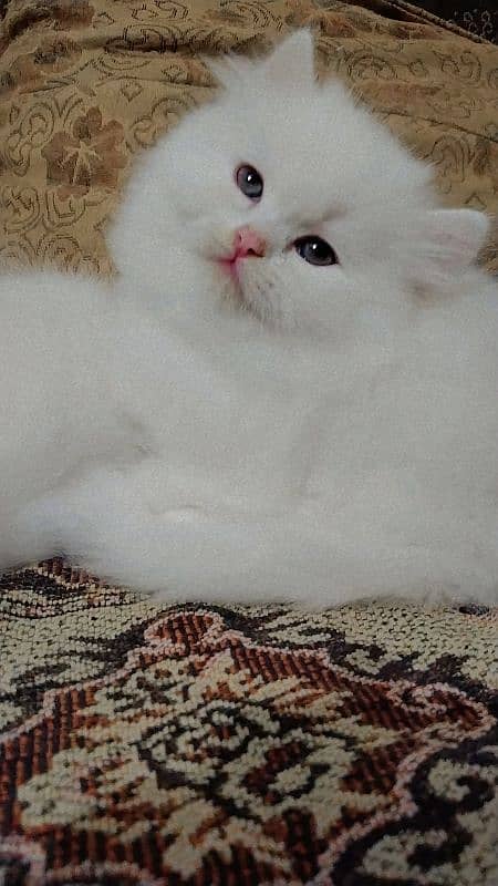 Persian kitten/ odd eyes kitten/ long coat kitten/ semi punch kitten 4