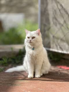 Beautiful Persian Cat White