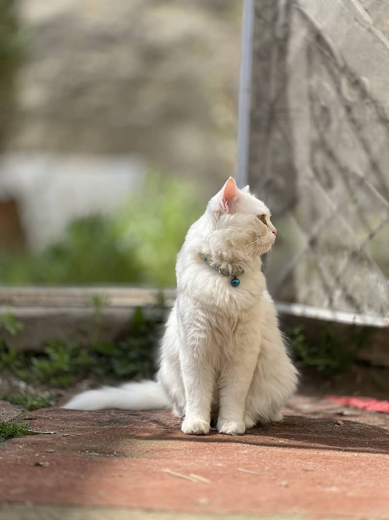 Beautiful Persian Cat White 1