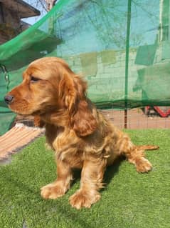 English Cocker Spanial Puppies