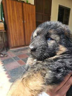 German Shepherd Female Pup