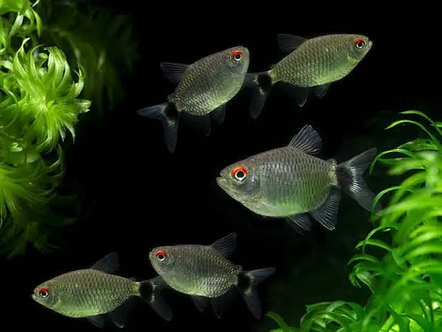 Short body Red eye tetra and jumboo size tiger barbs 0