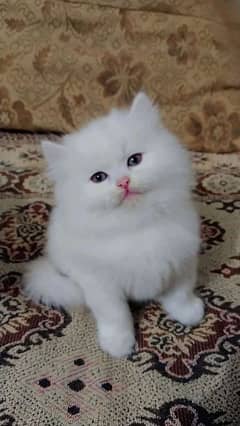 Persian kitten/ odd eyes kitten/ long coat kitten/ semi punch kitten