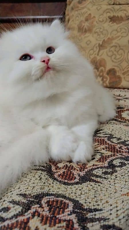 Persian kitten/ odd eyes kitten/ long coat kitten/ semi punch kitten 1