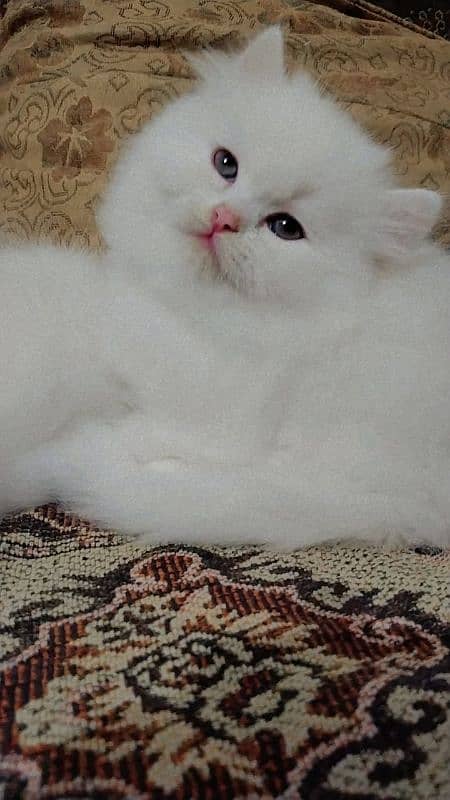 Persian kitten/ odd eyes kitten/ long coat kitten/ semi punch kitten 3