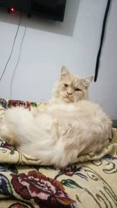 Persian Ginger Male 03064365643