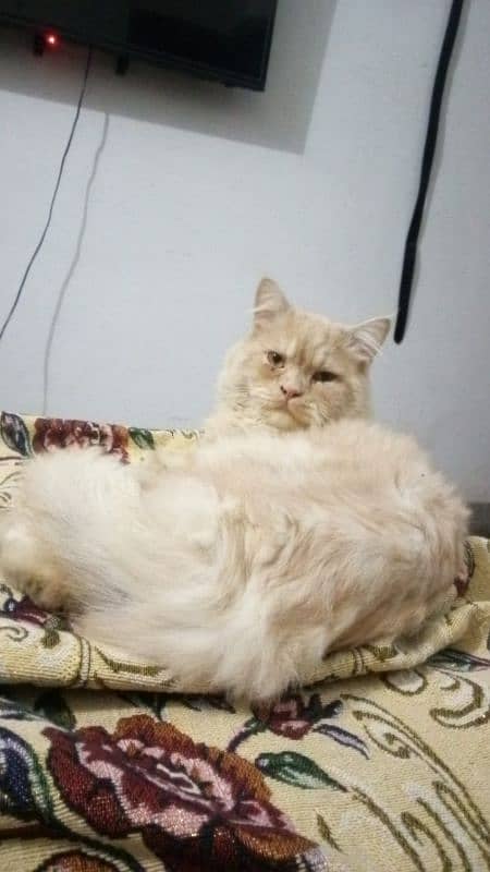 Persian Ginger Male 03064365643 0