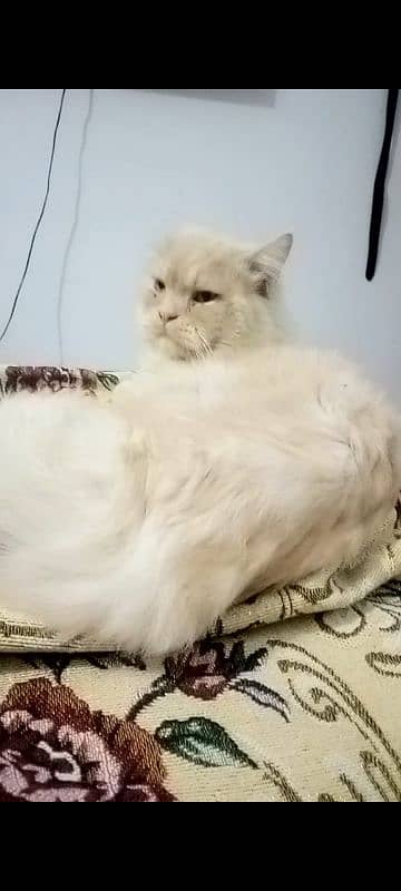 Persian Ginger Male 03064365643 2