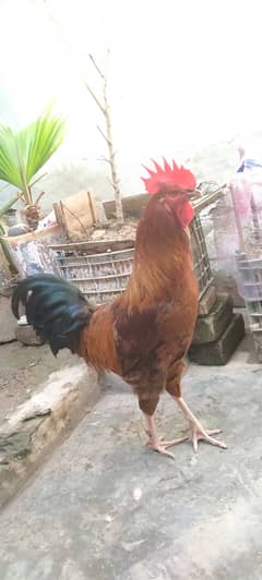 cockrooster