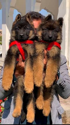 Double coat German shepherd dog 2 male 4 month for sale