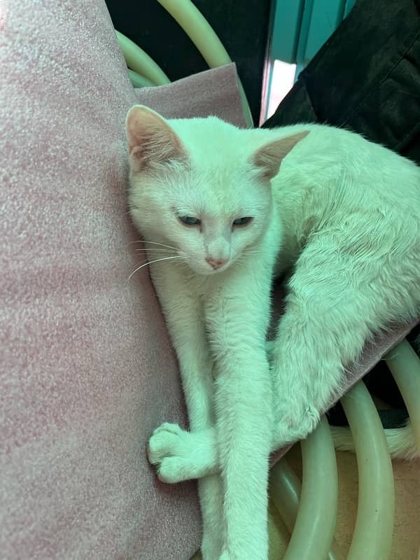 White cat with blue eyes 0