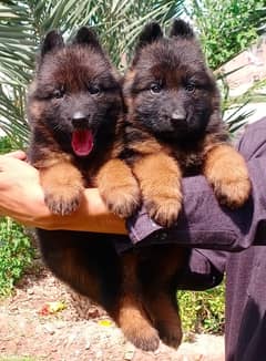 German Shepherd puppy | long coat German Shepherd  puppies| GSD Dog