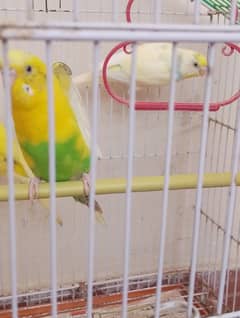 budgies