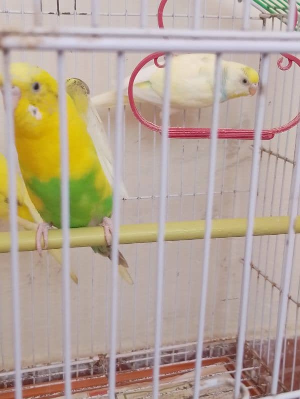 budgies for sale 0