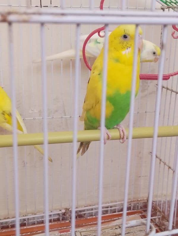 budgies for sale 1