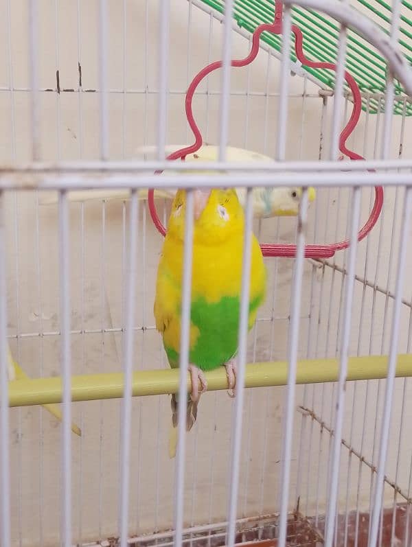 budgies for sale 2