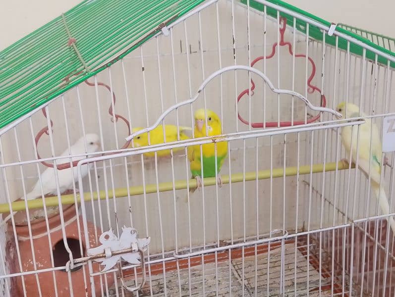 budgies for sale 3