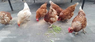 EGG LAYING  DESI HEN FOR SALE