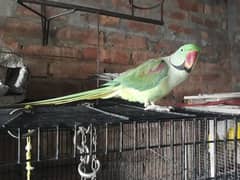 lovebird