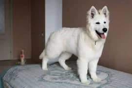 white German Shepherd