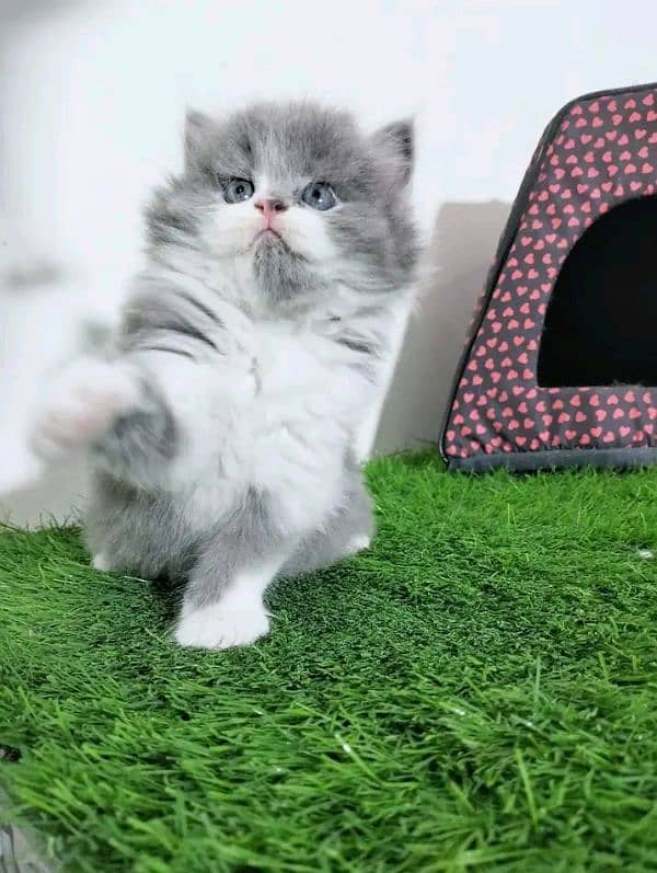 Persian kittens for sale Only Contact whatup number 03292450497 0