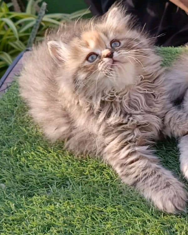 Persian kittens for sale Only Contact whatup number 03292450497 11