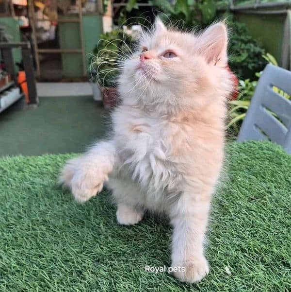 Persian kittens for sale Only Contact whatup number 03292450497 13