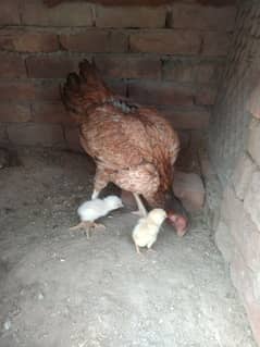 aseel female with chicks