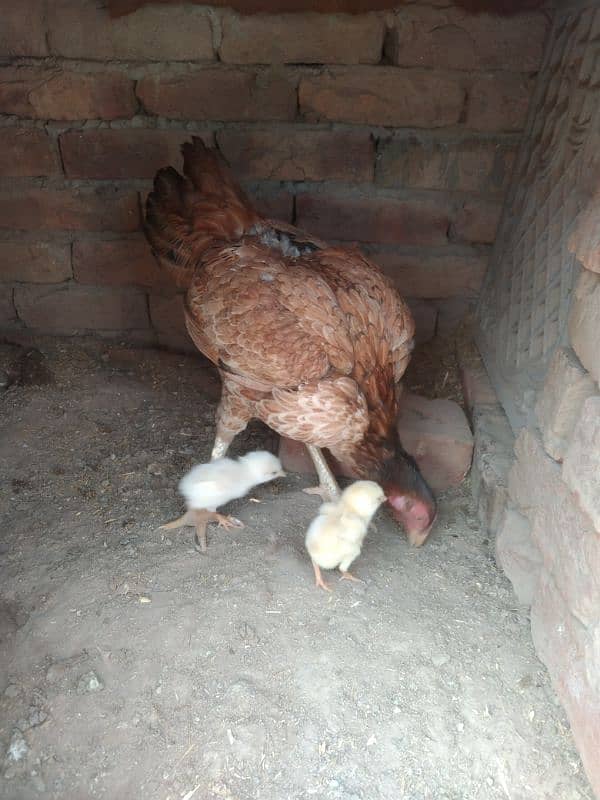 2 aseel female with chicks 2