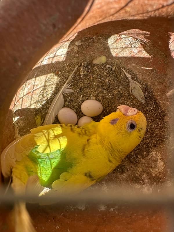 Australian parrots 6