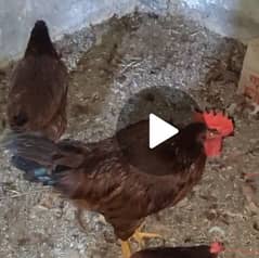 rir Rhode island red murgi murga male female egg laying