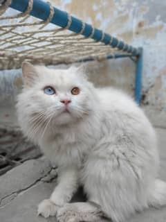 persian cat for urgent sale