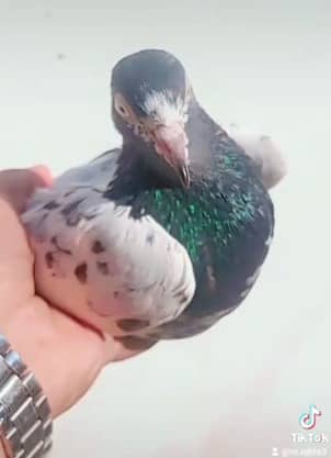 Teddy pigeon /  kabutar / kabotar / pegions for sale 2