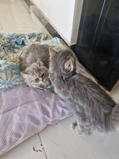 Pair of Persian cat, 4 month