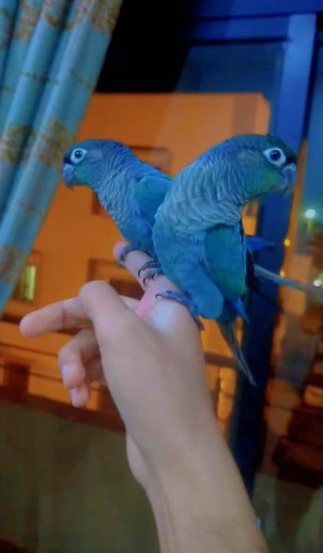 blue conures friendly 03156376925 0