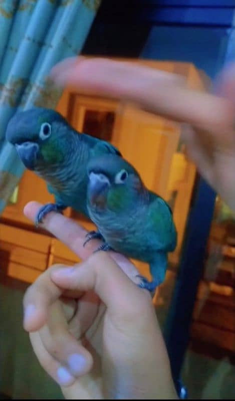 blue conures friendly 03156376925 1