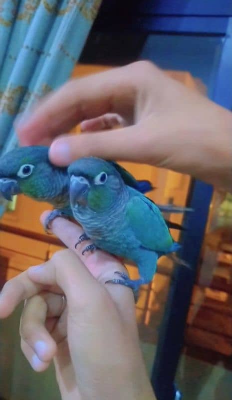 blue conures friendly 03156376925 2