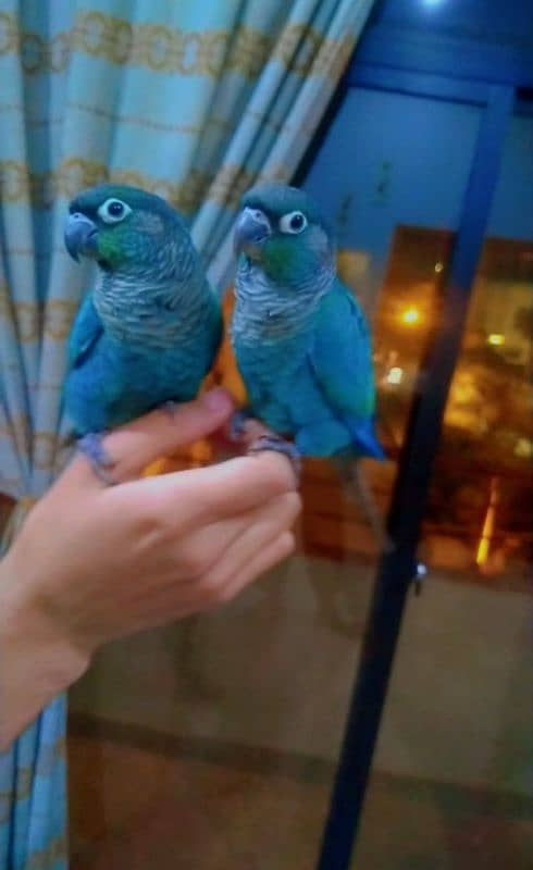 blue conures friendly 03156376925 3