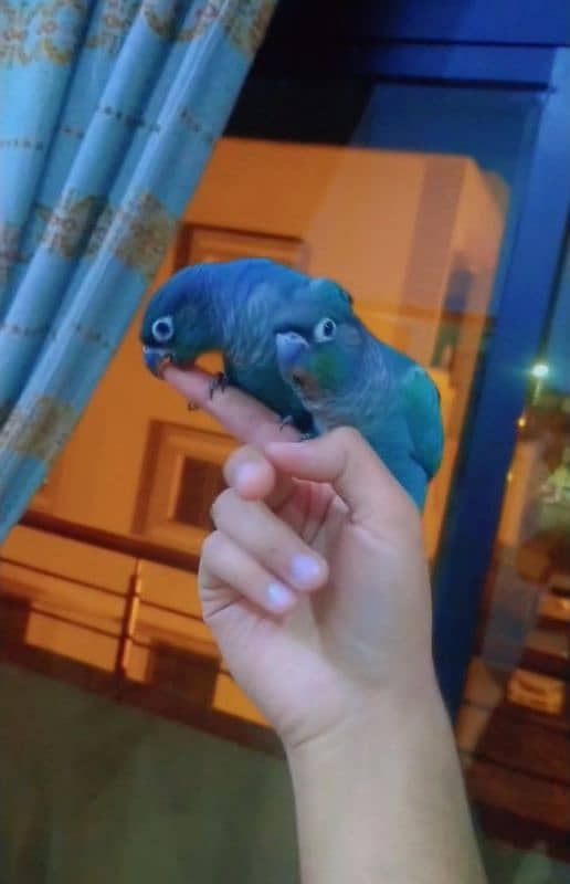 blue conures friendly 03156376925 4