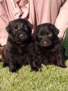 Black Shepherd Double  coat puppy / German Shepherd puppy for sale