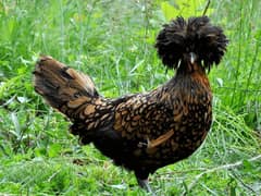 Fertile Eggs of Polish and Japanese Hen