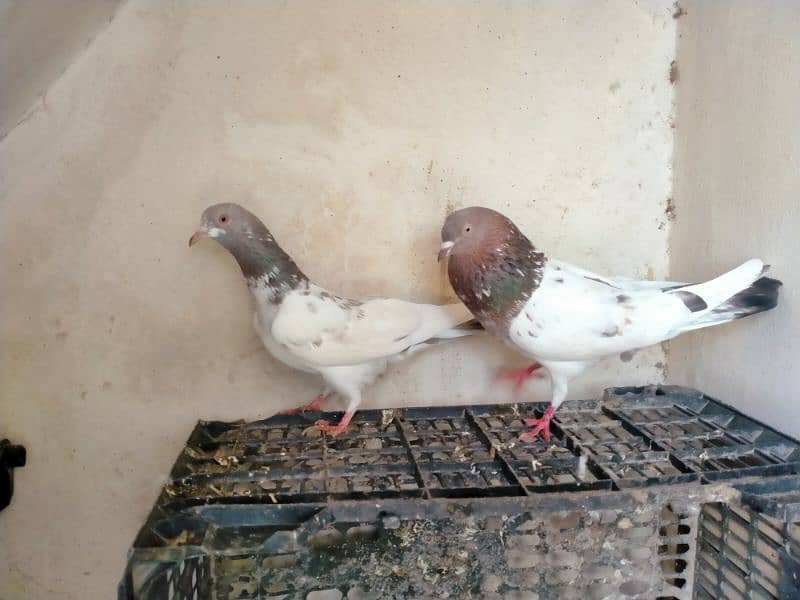 Lakha pair urgent for sale 6