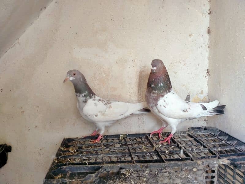 Lakha pair urgent for sale 7