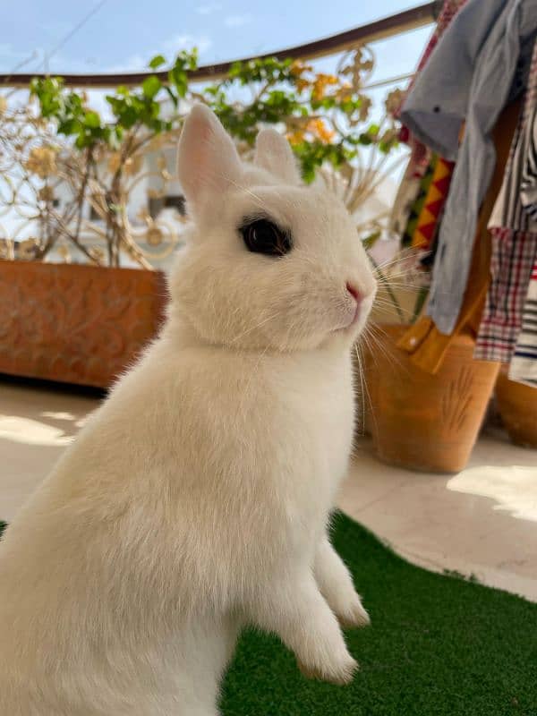 Hotot Dwarf Short Ear's Female pregnant female 0