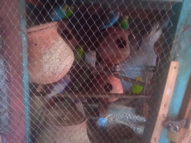 Budgies pair available all pairs are breeders Bache bhi nikale . 1