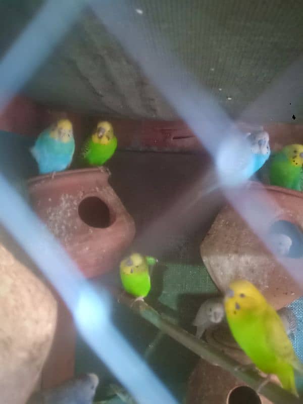 Budgies pair available all pairs are breeders Bache bhi nikale . 2