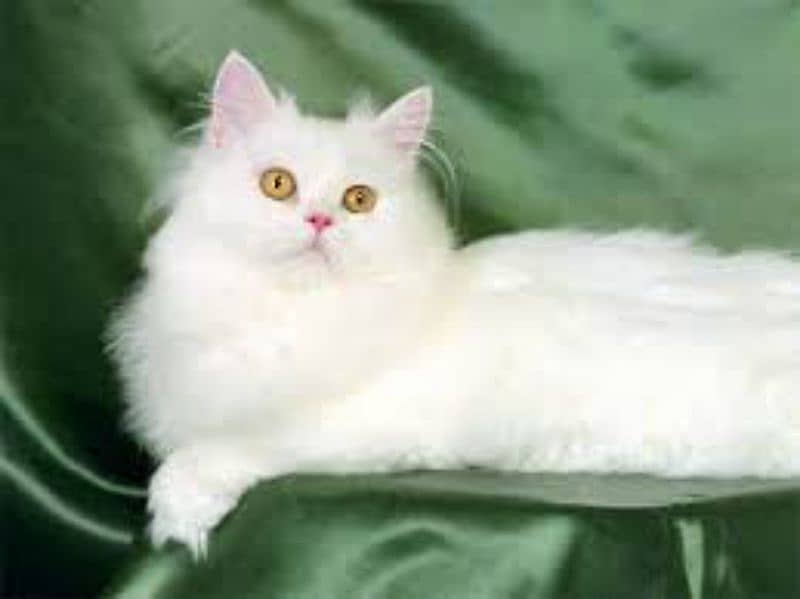 Persian white cat 1