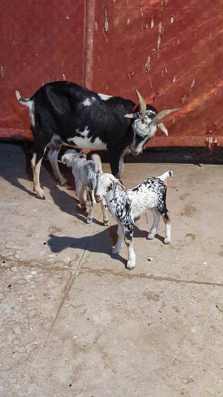 Teddy Bakri with (Male -Female kid) 1